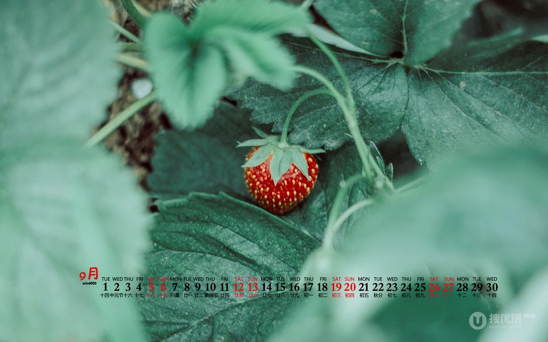 大自然给予的绿意，2020年9月清新养眼小花，小草，绿叶等桌面壁纸图片