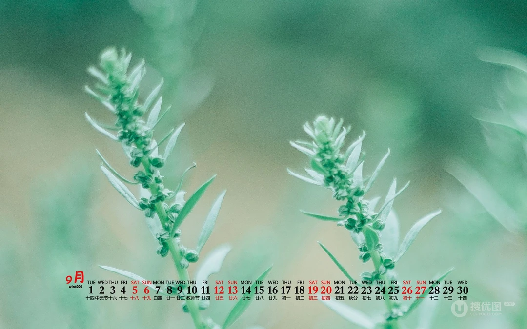 大自然给予的绿意，2020年9月清新养眼小花，小草，绿叶等桌面壁纸图片