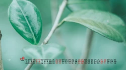 大自然给予的绿意，2020年9月清新养眼小花，小草，绿叶等桌面壁纸图片
