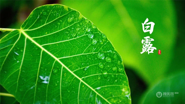 挂在各种不同植物绿叶叶子上的露珠，露水等带文字白露节气图片 第6张