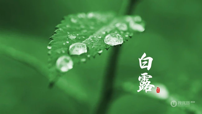 挂在各种不同植物绿叶叶子上的露珠，露水等带文字白露节气图片 第8张