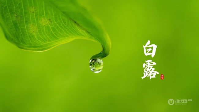 挂在各种不同植物绿叶叶子上的露珠，露水等带文字白露节气图片 第2张