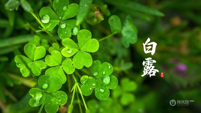 挂在各种不同植物绿叶叶子上的露珠，露水等带文字白露节气图片 第3张