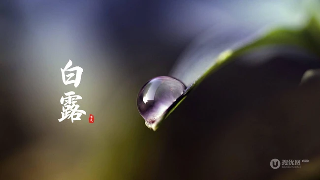 挂在各种不同植物绿叶叶子上的露珠，露水等带文字白露节气图片 第5张