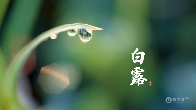 挂在各种不同植物绿叶叶子上的露珠，露水等带文字白露节气图片 第7张