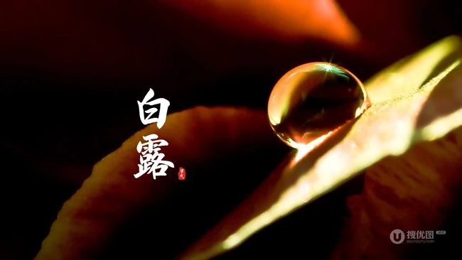 挂在各种不同植物绿叶叶子上的露珠，露水等带文字白露节气图片 第4张