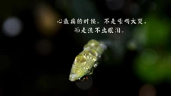 一个人寒了心的，看着就让人心疼，最凉人心，想开了看淡了的文字壁纸图片