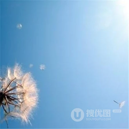 能让人心情阳光的简约，干净，小清新花草鸟风景自带好运系列头像图片
