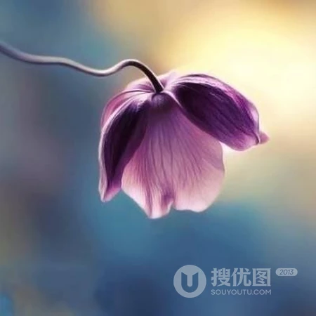 能让人心情阳光的简约，干净，小清新花草鸟风景自带好运系列头像图片
