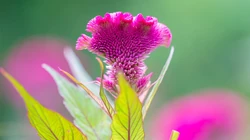 花卉的微观世界，高清静距离微距花卉摄影唯美桌面壁纸图片