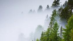 绿色护眼森林壁纸，美丽让人心旷神怡的山水风景超清桌面壁纸