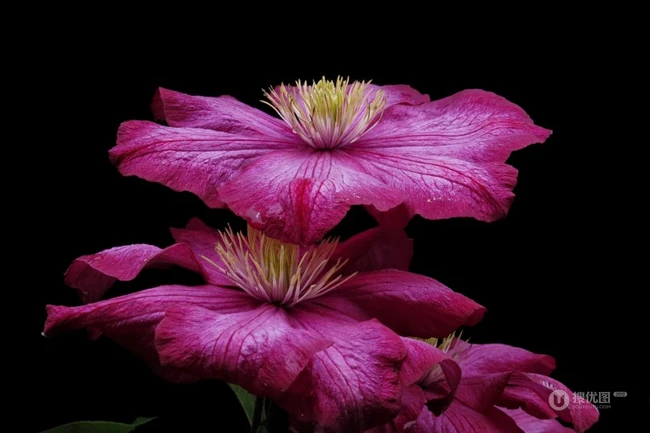 铁线莲的花朵图片，花开不同颜色娇艳动人的铁线莲图片