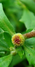 鹅不食草图片，野外生长翠绿的治鼻炎草本植物鹅不食草图片