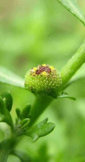 鹅不食草图片，野外生长翠绿的治鼻炎草本植物鹅不食草图片