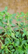 鹅不食草图片，野外生长翠绿的治鼻炎草本植物鹅不食草图片