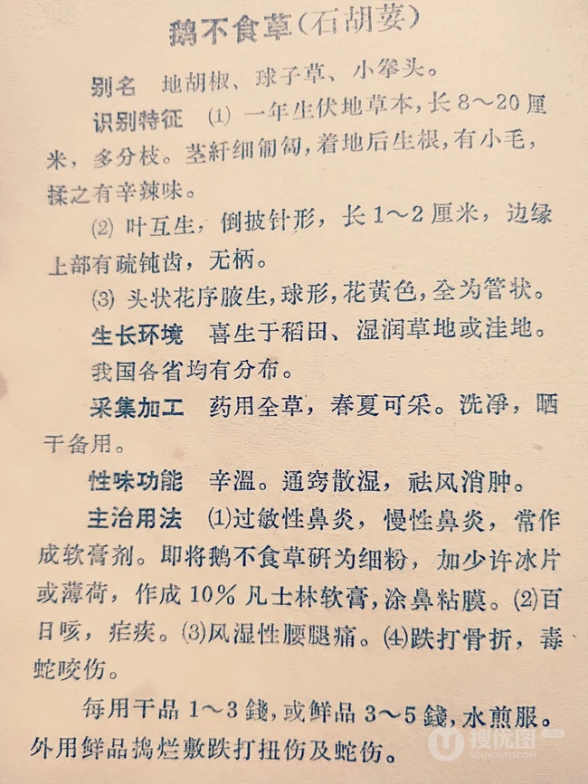 鹅不食草图片，野外生长翠绿的治鼻炎草本植物鹅不食草图片