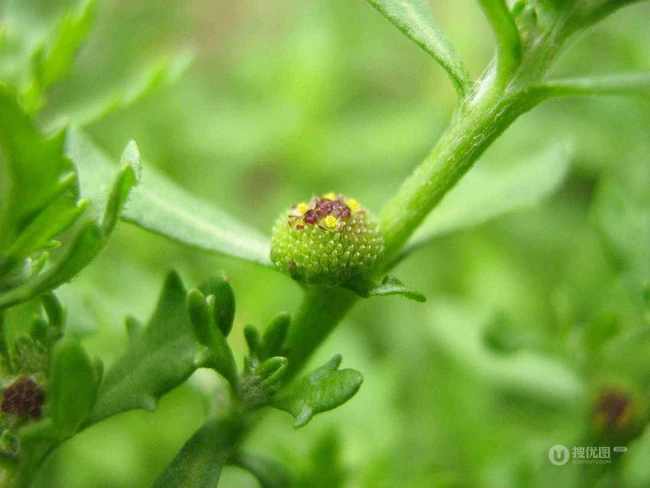 鹅不食草图片，野外生长翠绿的治鼻炎草本植物鹅不食草图片