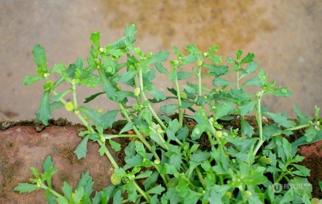 鹅不食草图片，野外生长翠绿的治鼻炎草本植物鹅不食草图片