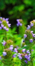 夏枯草图片，野外生长已开花的新鲜草本夏枯草微距图片