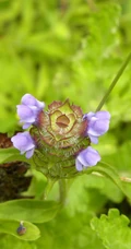 夏枯草图片，野外生长已开花的新鲜草本夏枯草微距图片
