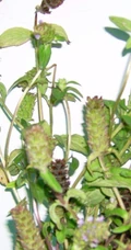 夏枯草图片，野外生长已开花的新鲜草本夏枯草微距图片
