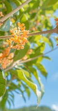 桂花树图片，黄花品种的桂花，桂花树高清图片