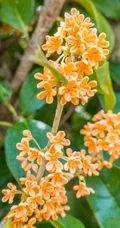 桂花树图片，黄花品种的桂花，桂花树高清图片