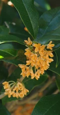 桂花树图片，黄花品种的桂花，桂花树高清图片