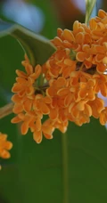桂花树图片，黄花品种的桂花，桂花树高清图片
