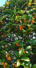 桂花树图片，黄花品种的桂花，桂花树高清图片