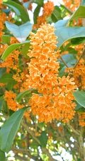 桂花树图片，黄花品种的桂花，桂花树高清图片