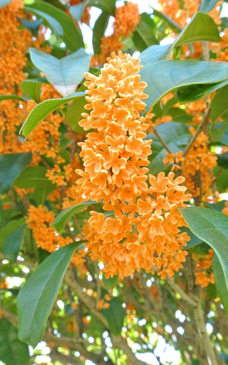 桂花树图片，黄花品种的桂花，桂花树高清图片