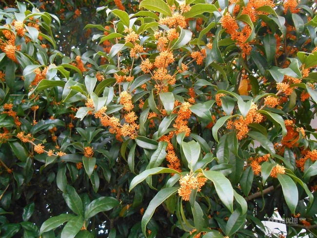 桂花树图片，黄花品种的桂花，桂花树高清图片