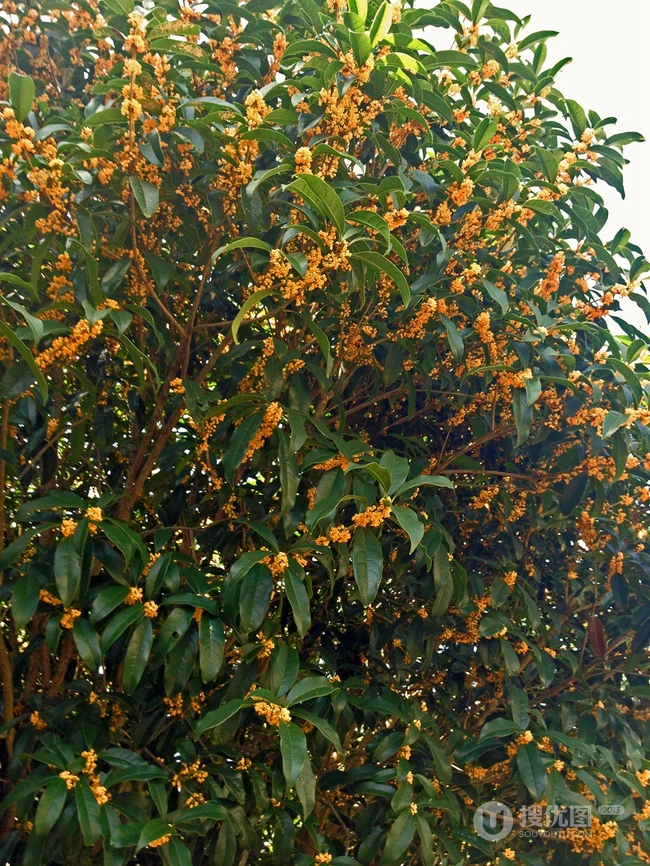 桂花树图片，黄花品种的桂花，桂花树高清图片