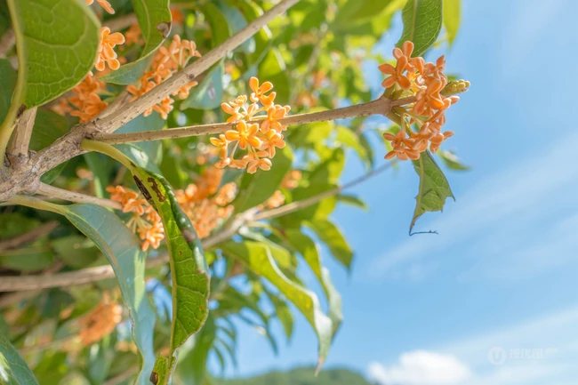 桂花树图片，黄花品种的桂花，桂花树高清图片