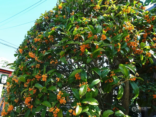 桂花树图片，黄花品种的桂花，桂花树高清图片