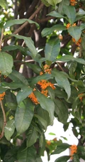 桂花树图片，黄花品种的桂花，桂花树高清图片