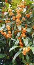 桂花树图片，黄花品种的桂花，桂花树高清图片