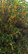 桂花树图片，黄花品种的桂花，桂花树高清图片