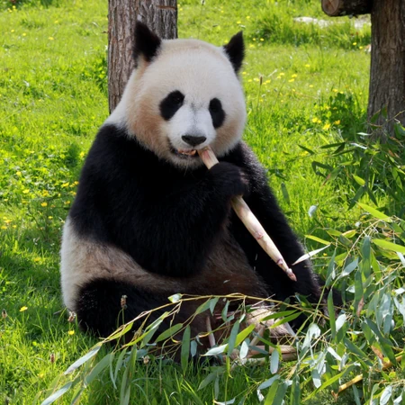 没事就一直在吃，啃竹子的可爱大熊猫图片