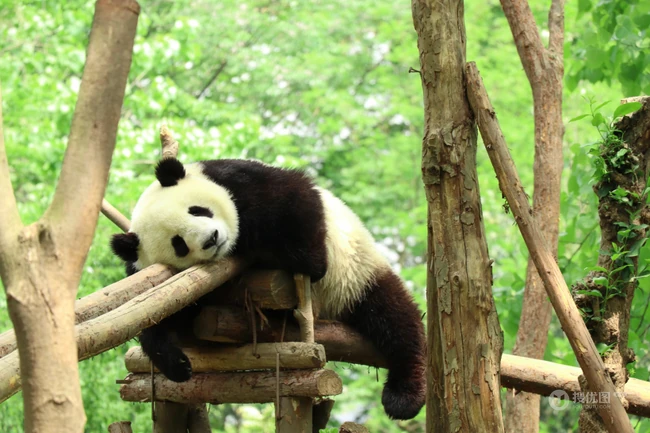 没事就一直在吃，啃竹子的可爱大熊猫图片 第8张