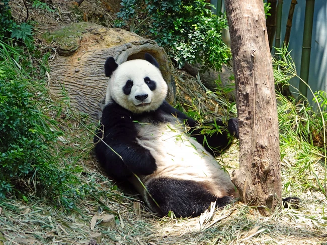 没事就一直在吃，啃竹子的可爱大熊猫图片 第5张