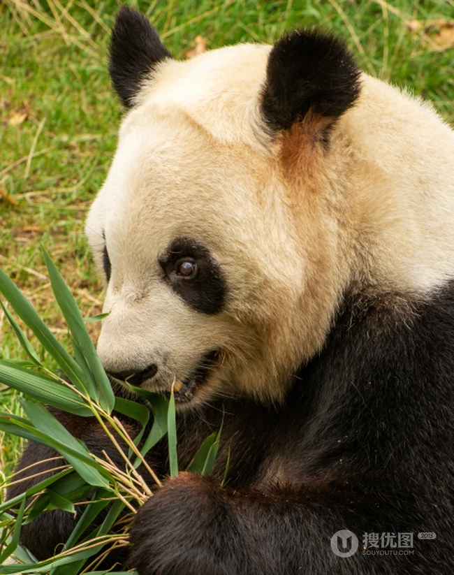 没事就一直在吃，啃竹子的可爱大熊猫图片 第4张