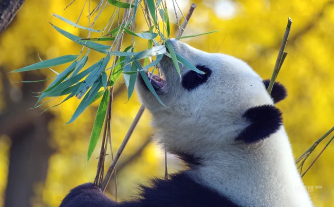 没事就一直在吃，啃竹子的可爱大熊猫图片 第2张