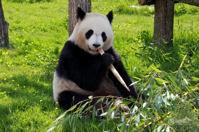 没事就一直在吃，啃竹子的可爱大熊猫图片 第1张