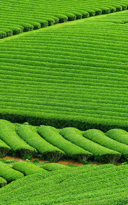 一大片绿油油的茶园高清摄影手机壁纸