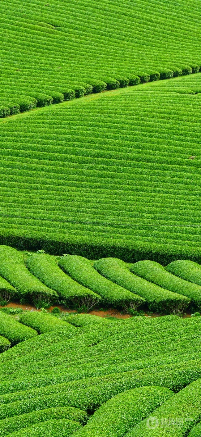 一大片绿油油的茶园高清摄影手机壁纸