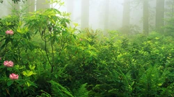 绿草成荫生机勃勃，深山里的绿草植物等绿色护眼桌面壁纸合集