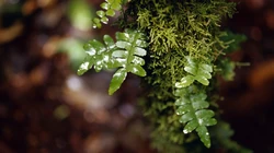 绿草成荫生机勃勃，深山里的绿草植物等绿色护眼桌面壁纸合集