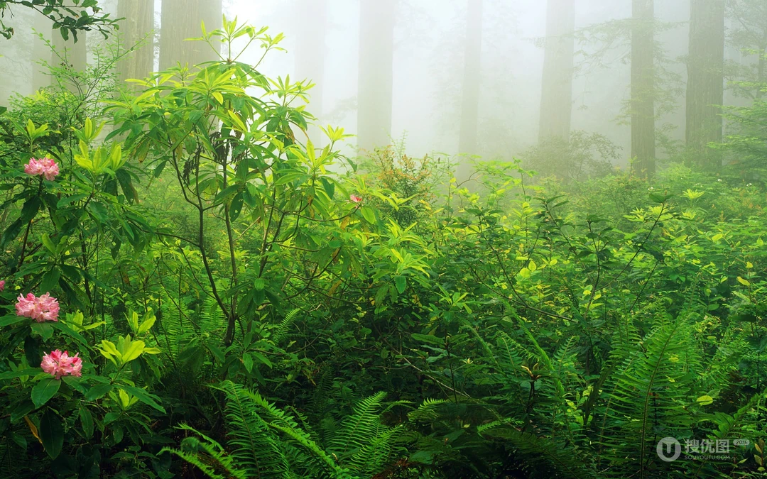 绿草成荫生机勃勃，深山里的绿草植物等绿色护眼桌面壁纸合集